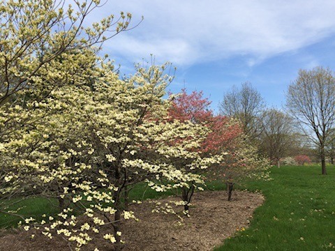 Flowering tree in a green landscape under a spring sky