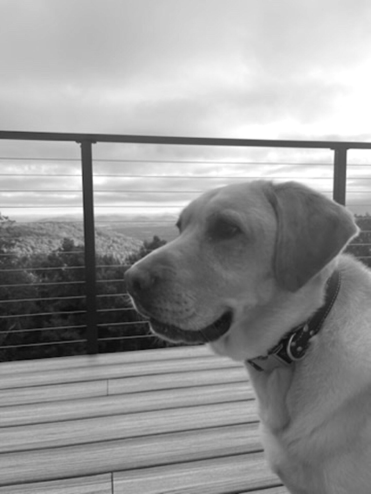 Sidney the yellow Labrador on a deck in the Blue Ridge Mountains
